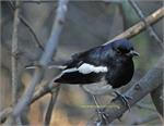 Oriental Magpie-Robin